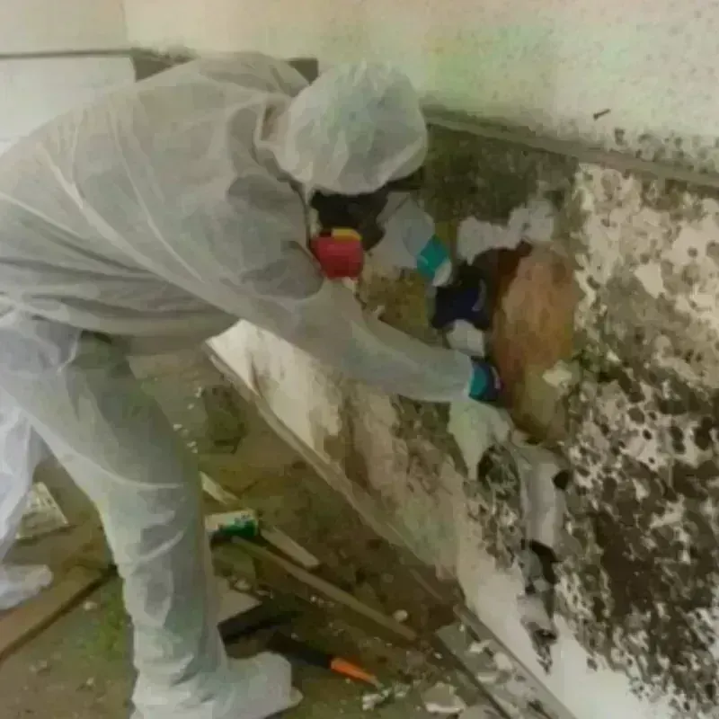 Mold Remediation and Removal in Paw Paw Lake, MI